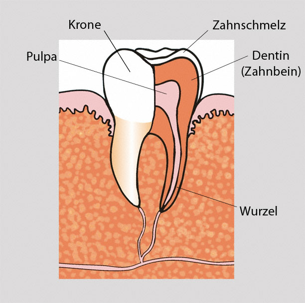 Der Aufbau des Zahns
